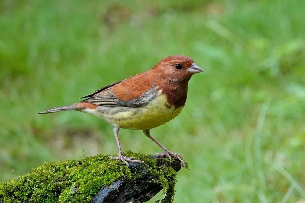 wilgengors op mossig hout