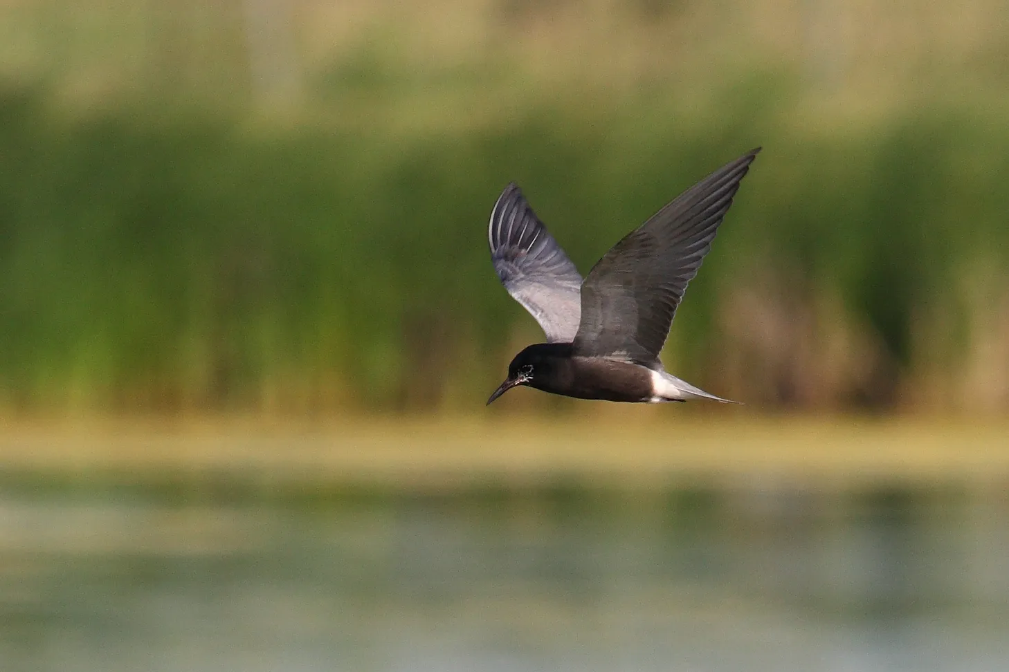 Zwarte stern in vlucht boven water