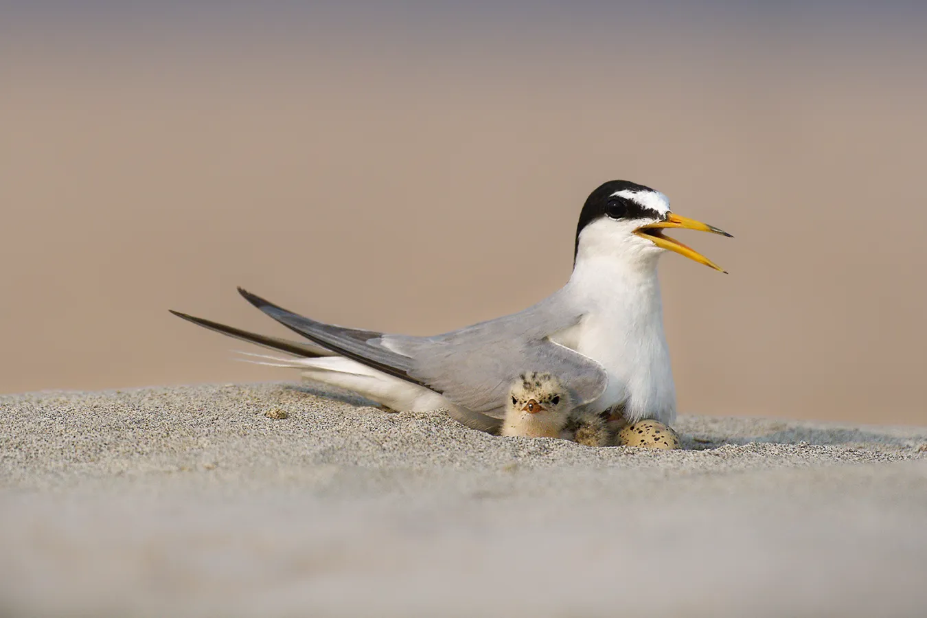 dwergstern met kuiken op het strand