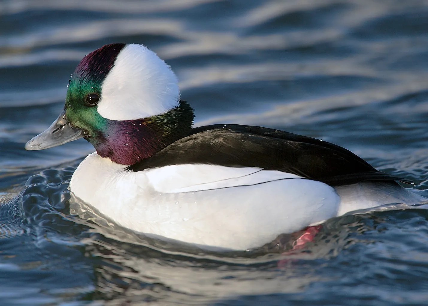 Buffelkopeend op het water