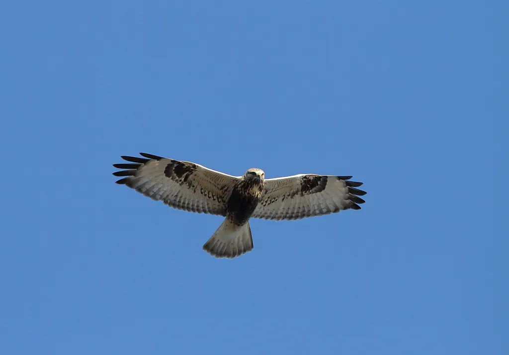 ruigpootbuizerd in vlucht