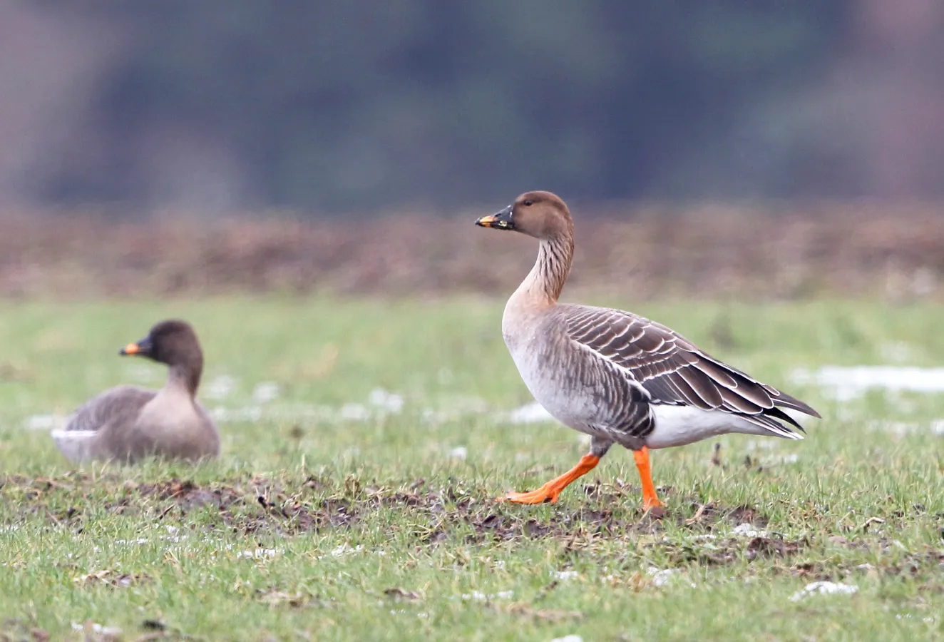Taigarietgans in een weiland