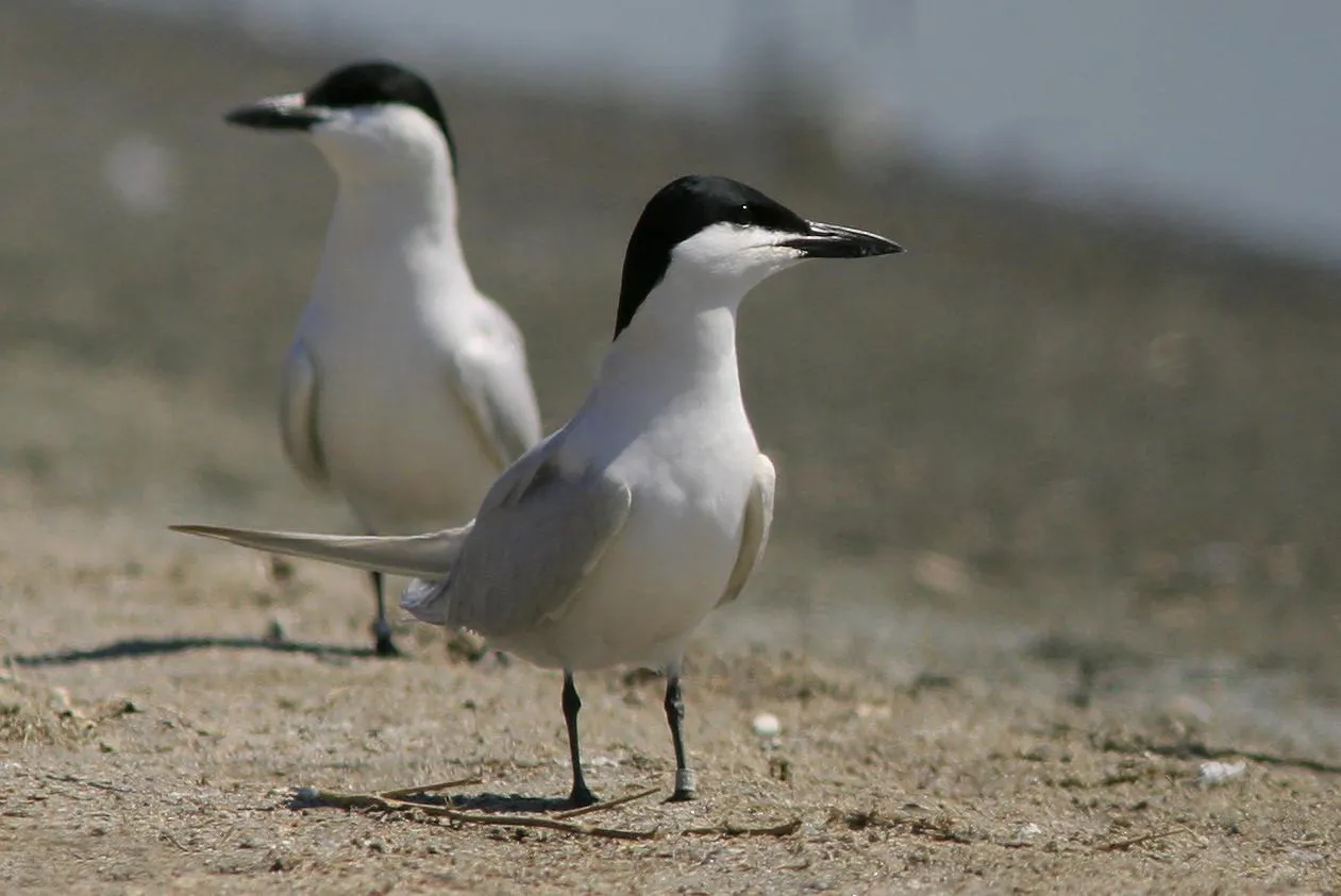 lachsterns op een zandstrand