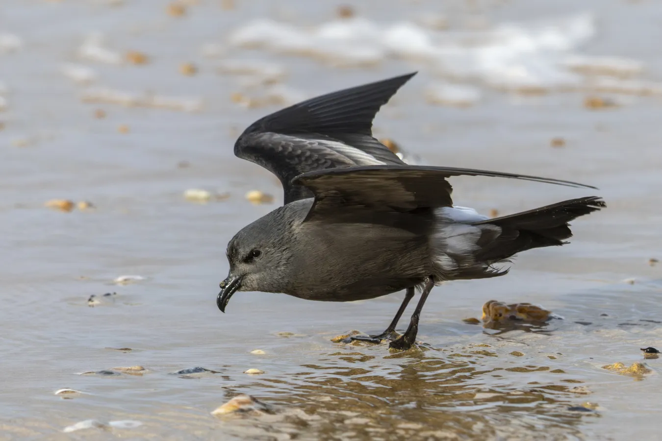 stormvogeltje aan de kust