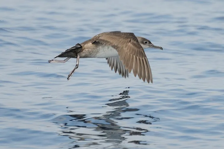 vale pijlstormvogel in vlucht boven water