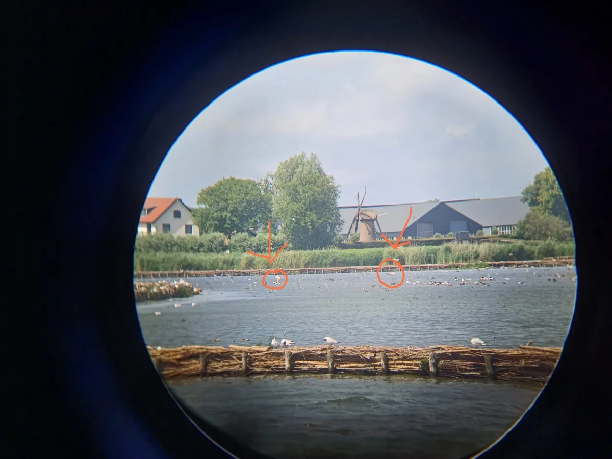 Gespotte Flamingo