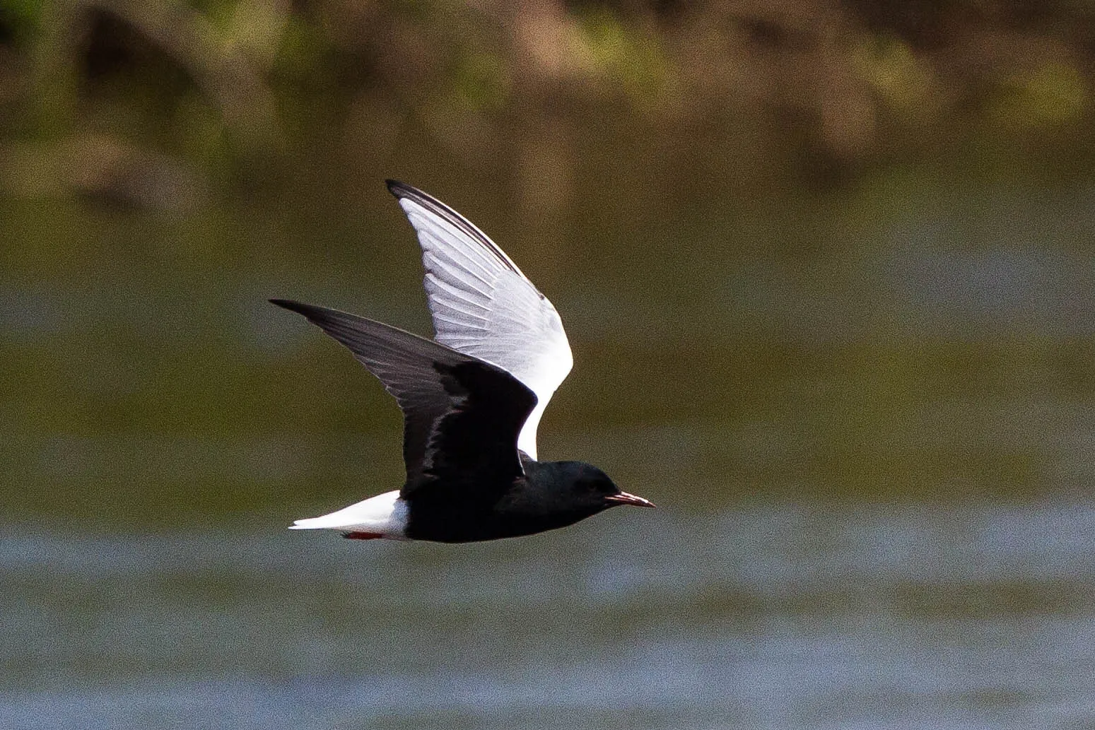 Witvleugelstern in vlucht boven water
