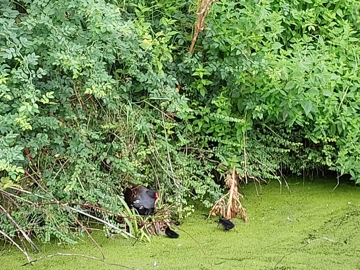 Gespotte Waterhoen