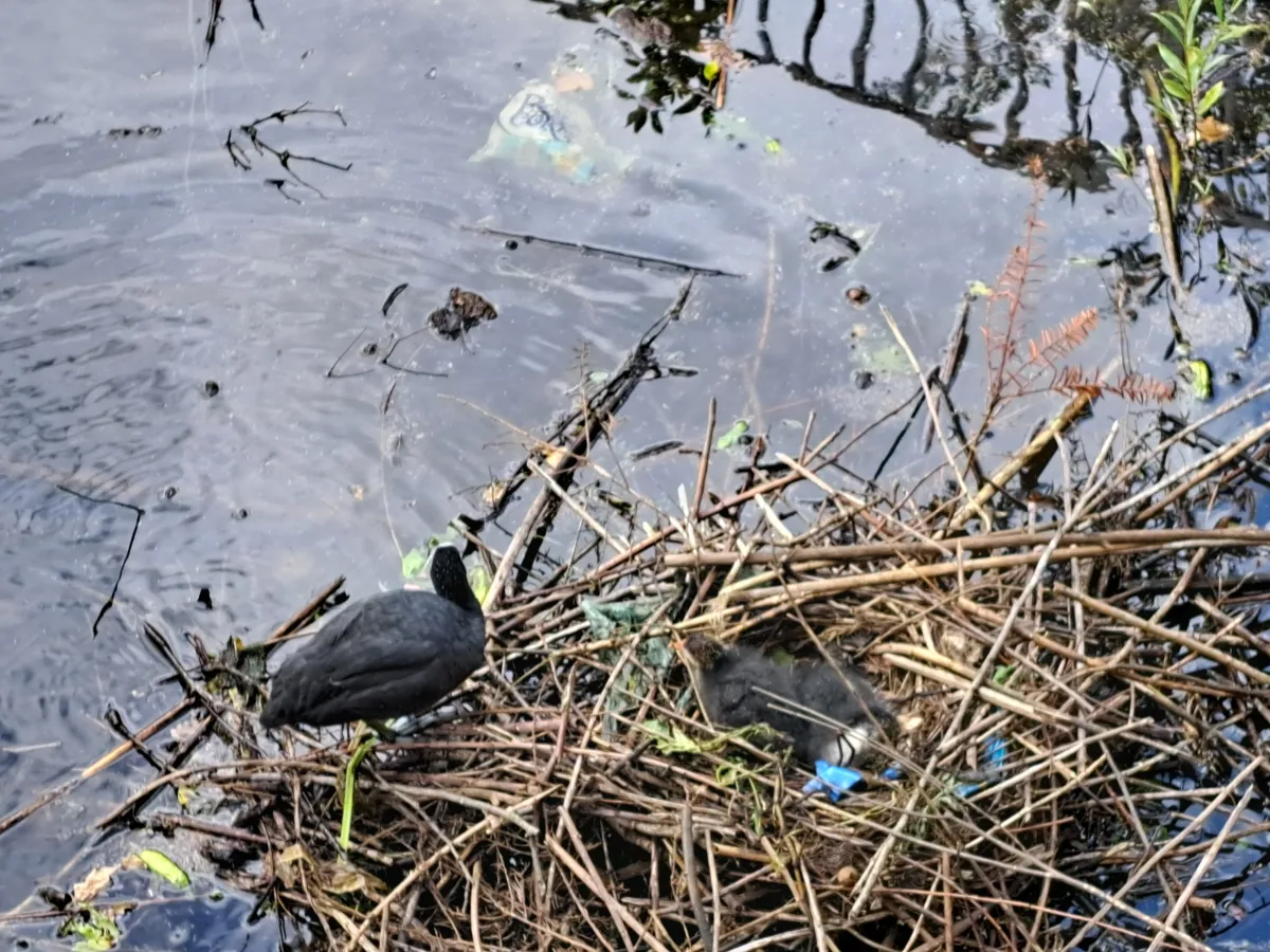 Gespotte Meerkoet