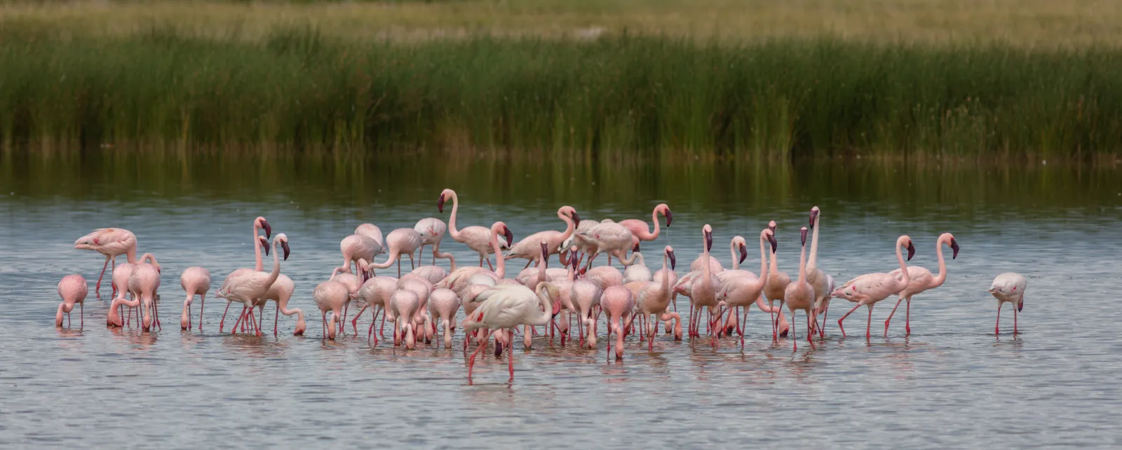 kleine flamingo's foerageert in ondiep water met riet op de achtergrond, mogelijk een waarneming in Nederland.