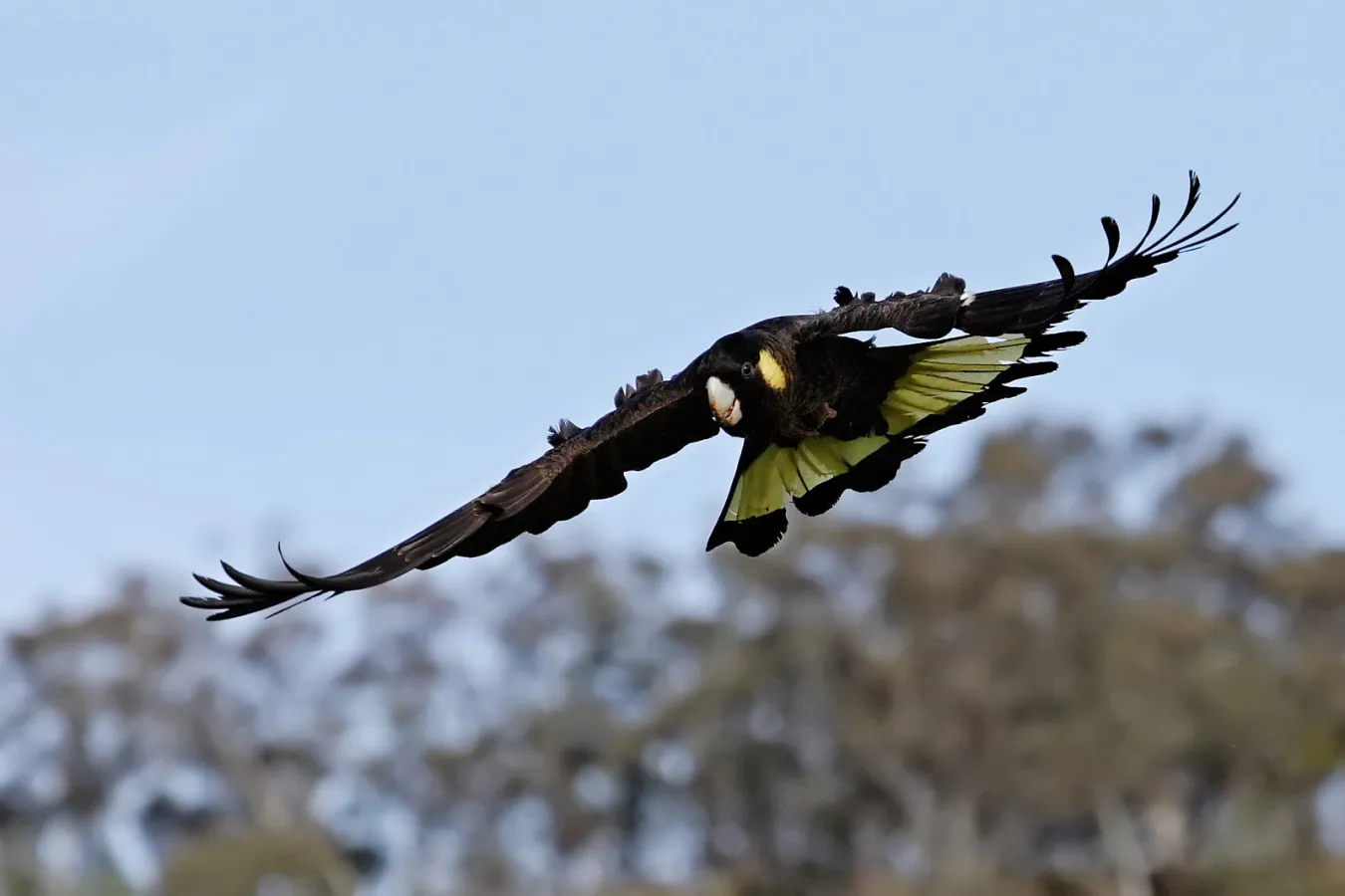 Een Geelstaartraafkaketoe (waarschijnlijk niet uit Nederland) vliegt door de lucht boven bomen.
