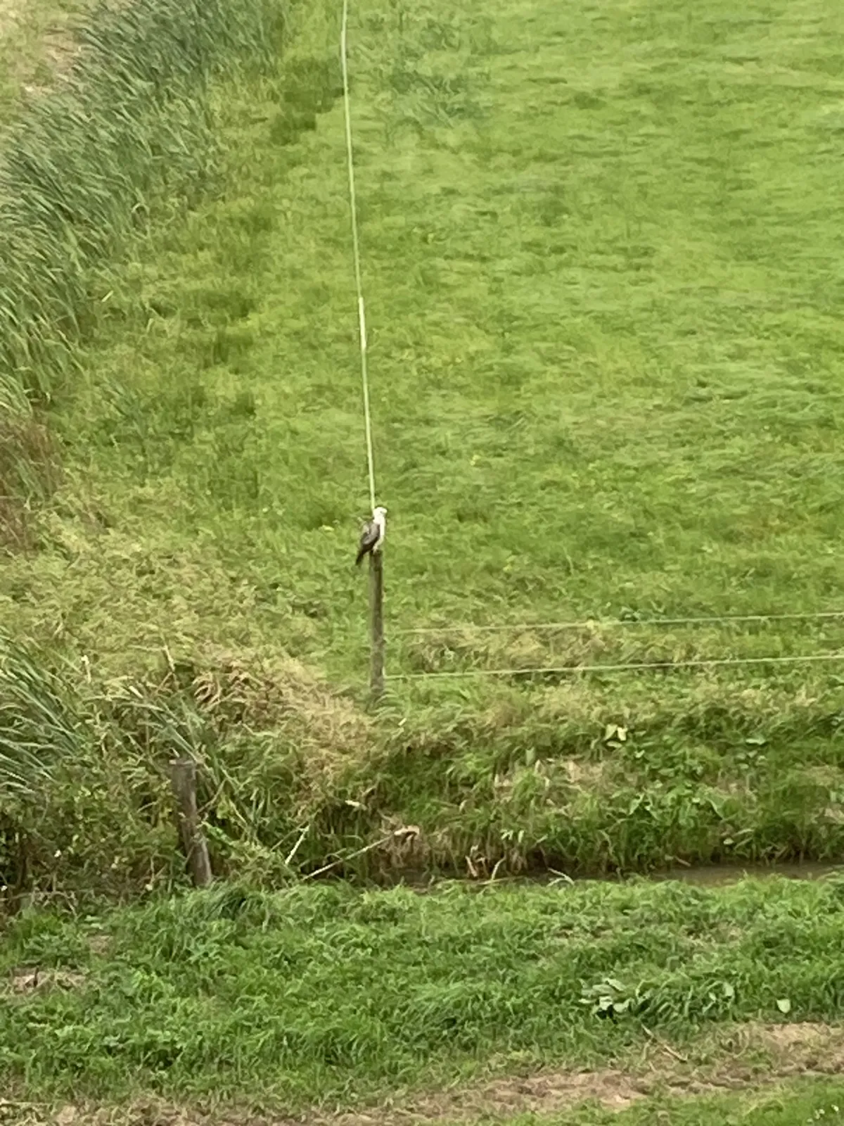 Gespotte Buizerd