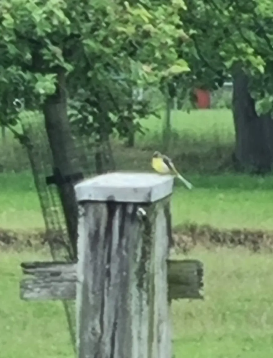 Gespotte Grote gele kwikstaart