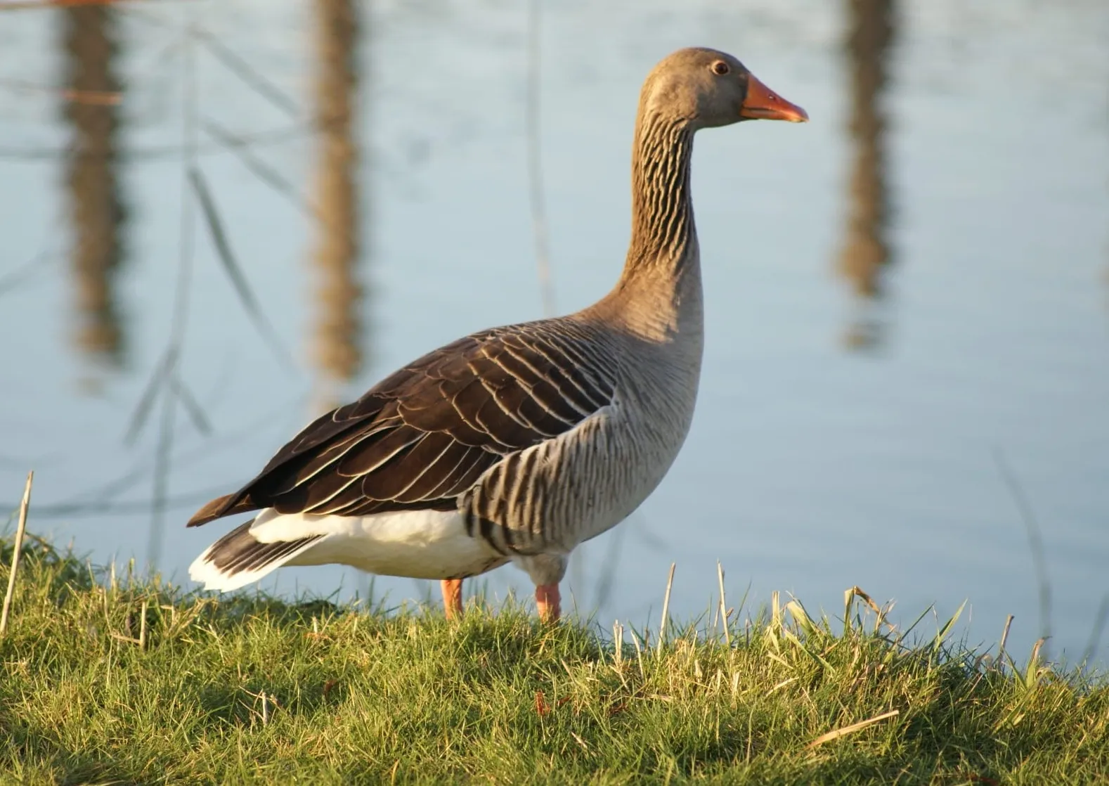 Gespotte Grauwe gans
