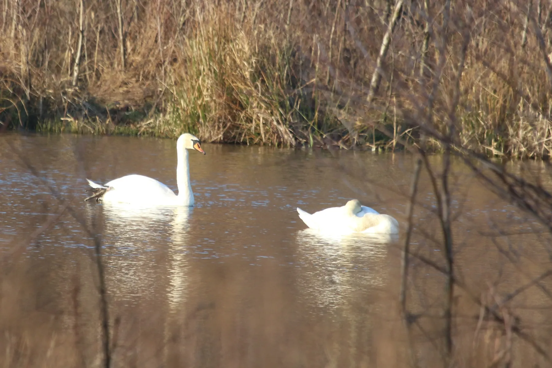 Gespotte Knobbelzwaan