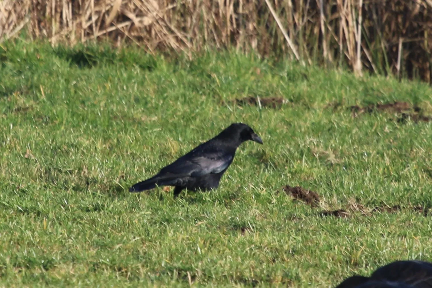 Gespotte Zwarte kraai