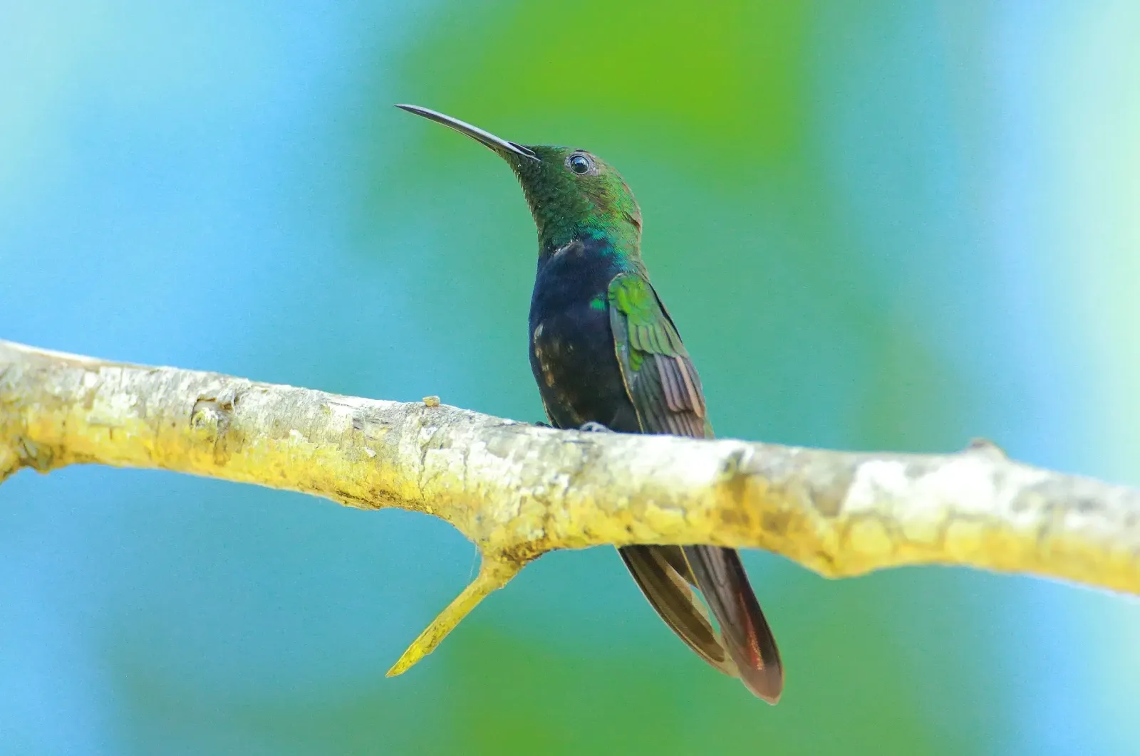 Een iriserende groene en zwarte kolibrie