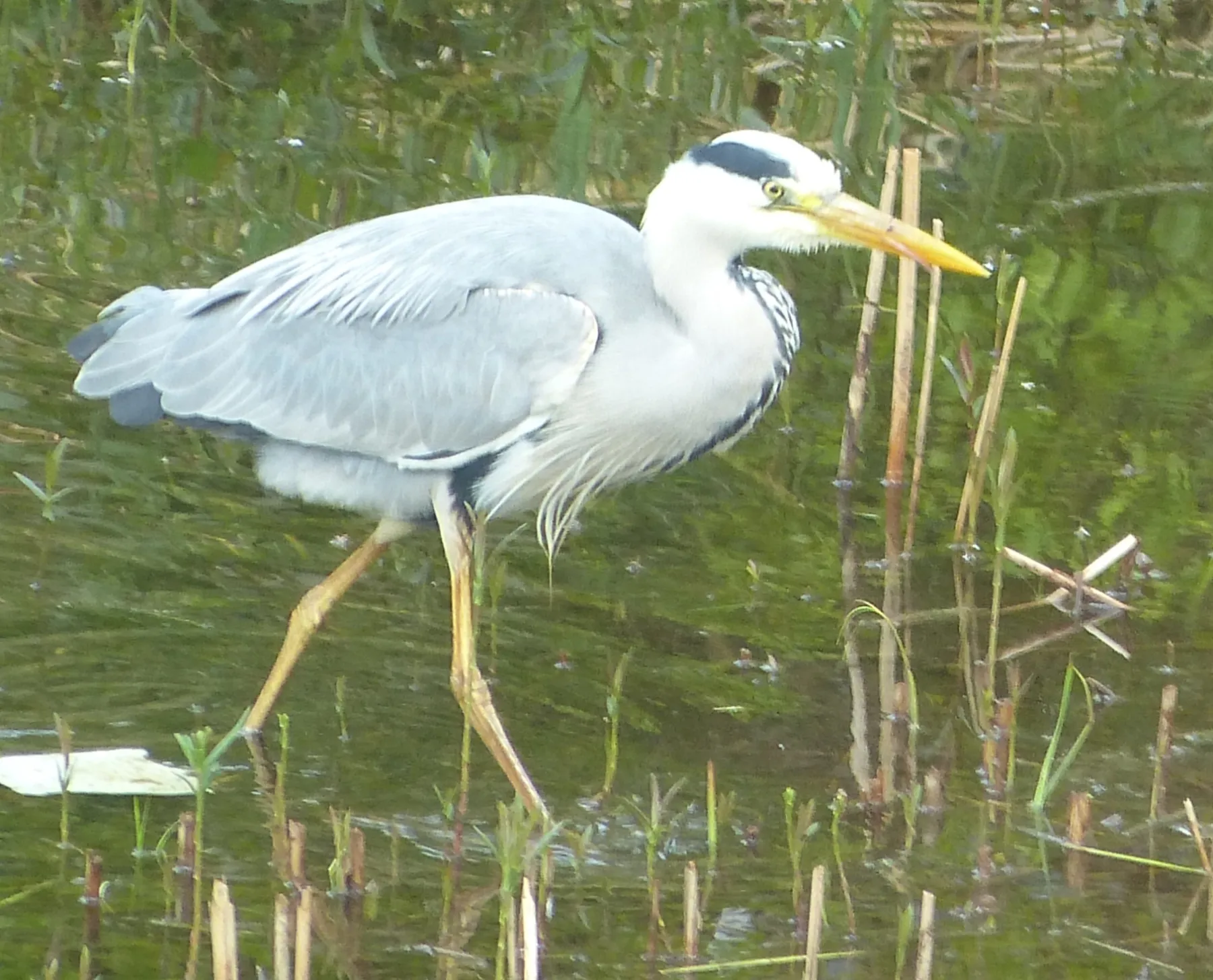 Waargenomen Blauwe reiger