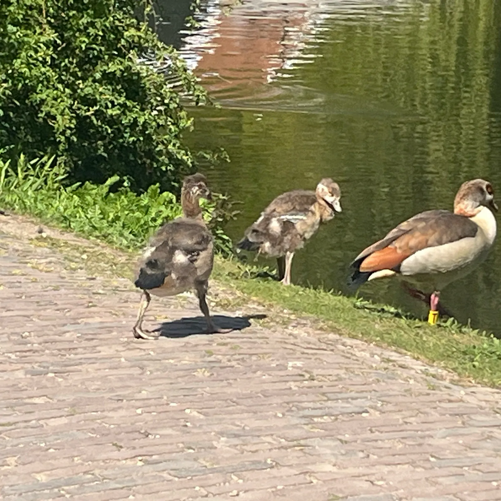 Gespotte Nijlgans