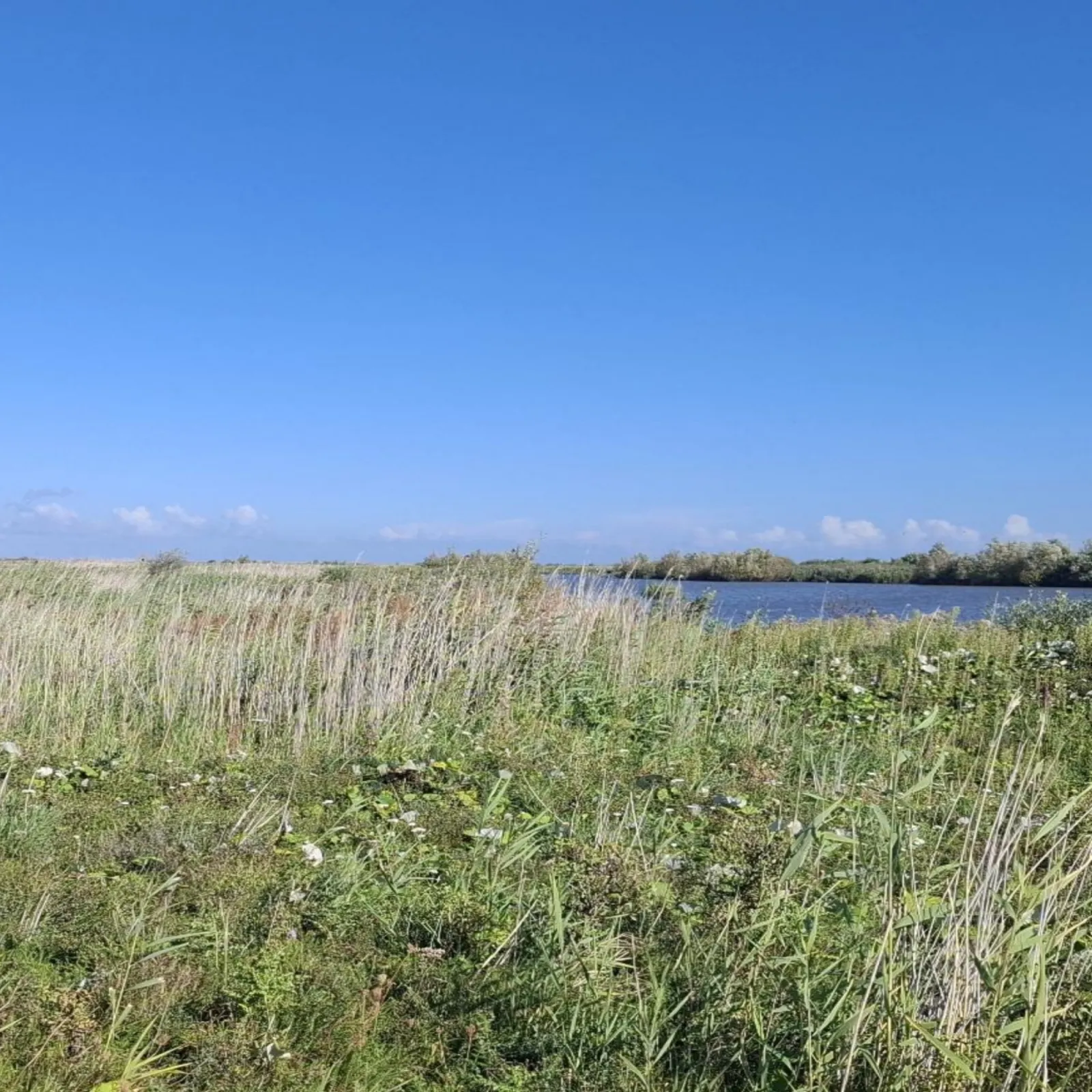 Gespotte Gele kwikstaart