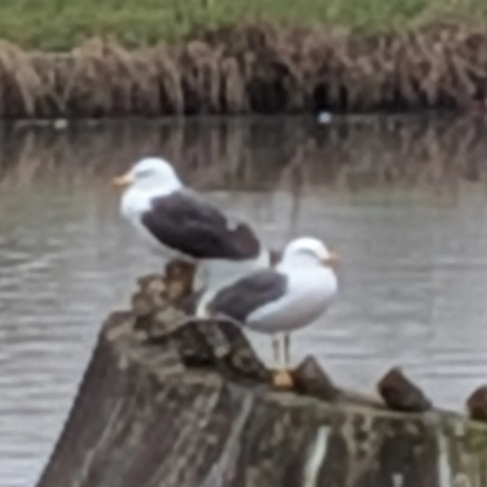 Gespotte Kleine mantelmeeuw