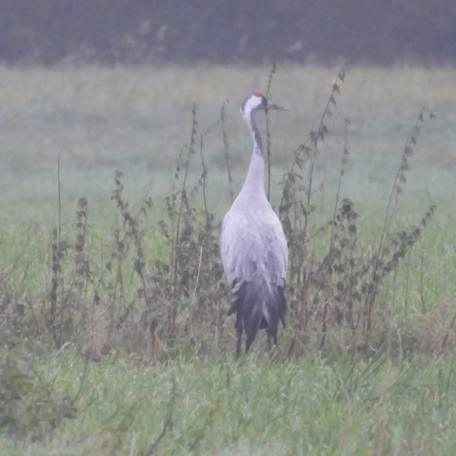 Waargenomen Kraanvogel