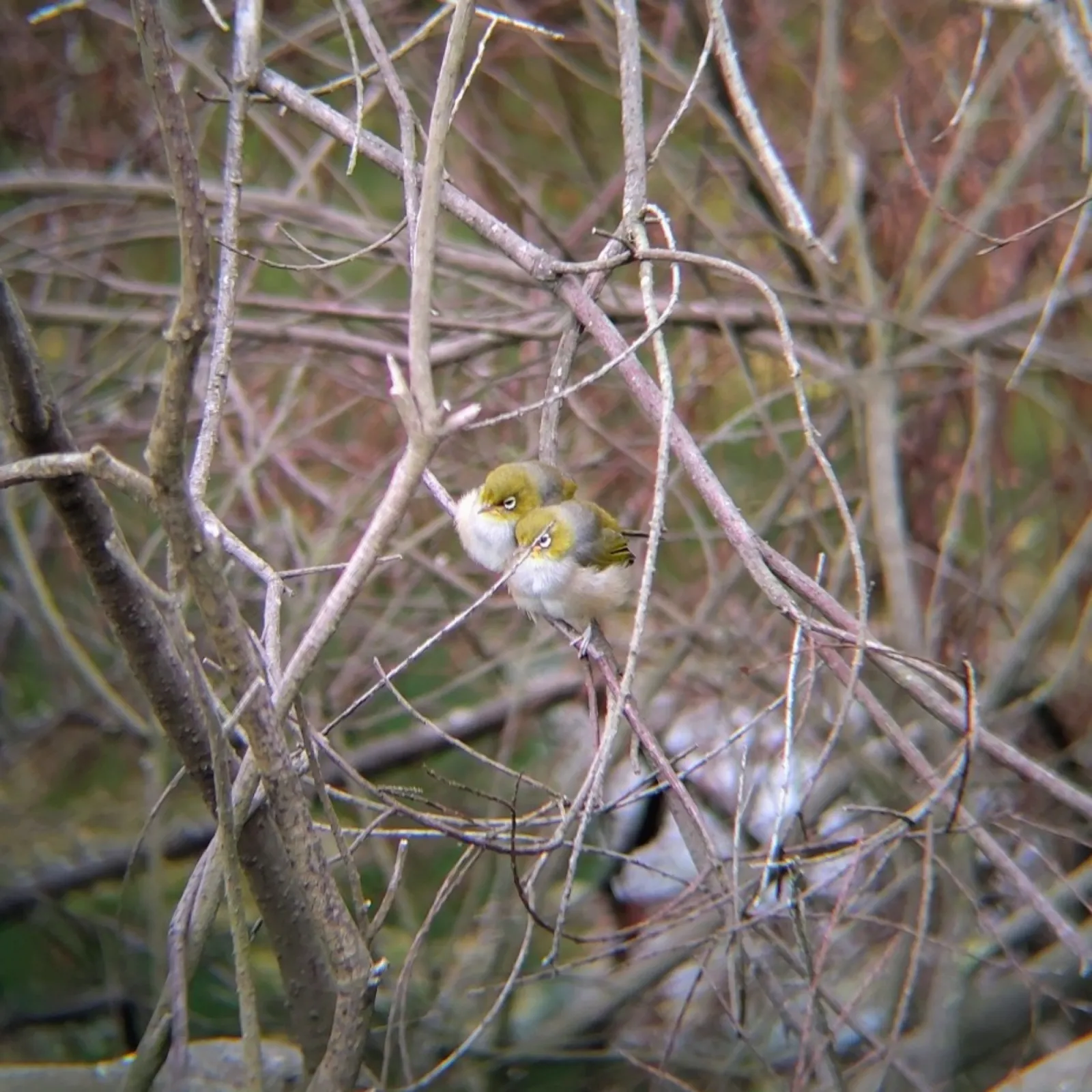 Gespotte Grijsrugbrilvogel