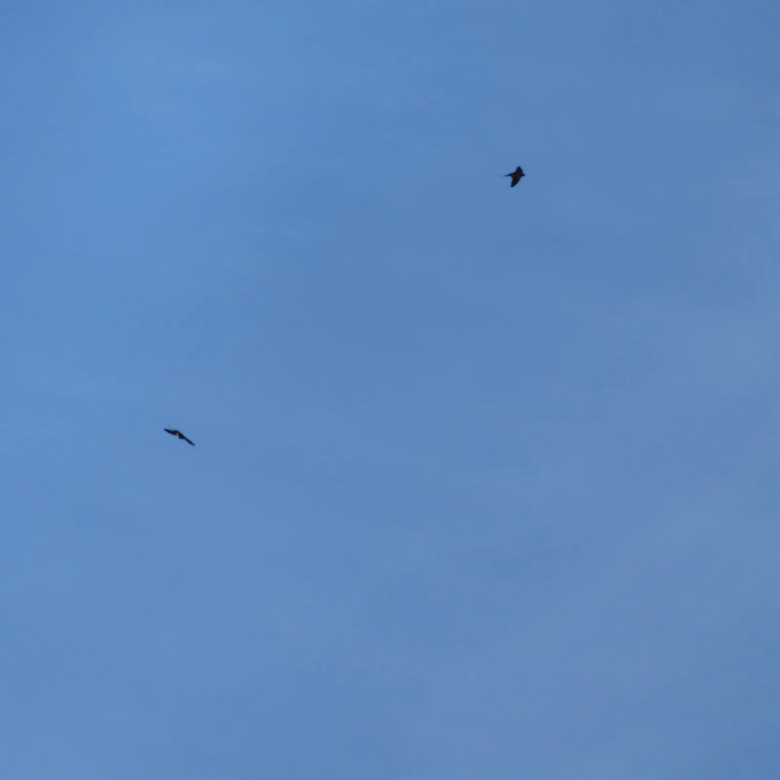 Gespotte Boerenzwaluw