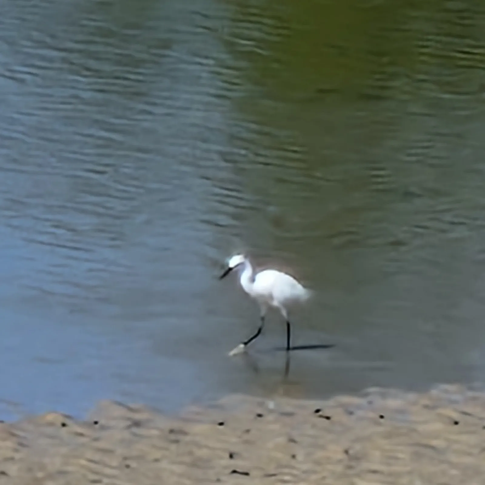 Gespotte Kleine zilverreiger