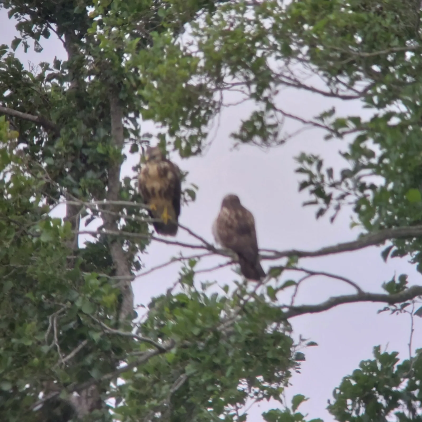 Waargenomen Buizerd