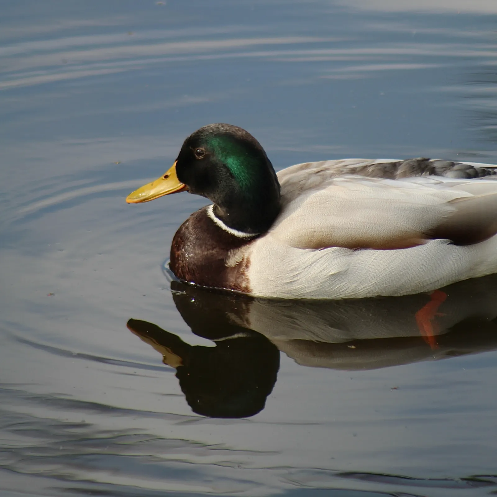 Spotted Mallard