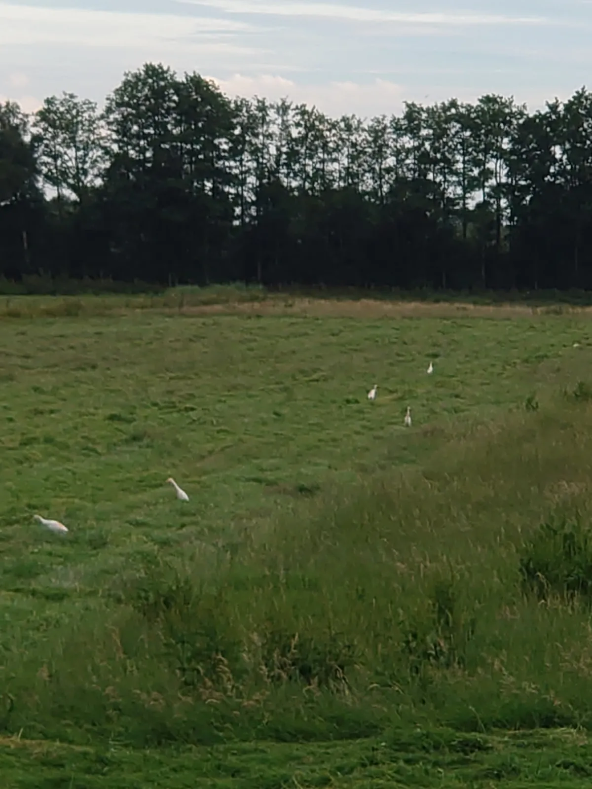 Waargenomen Westelijke koereiger