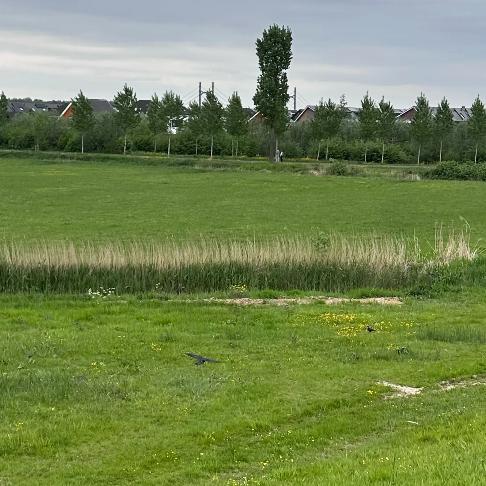 Waargenomen Kauw
