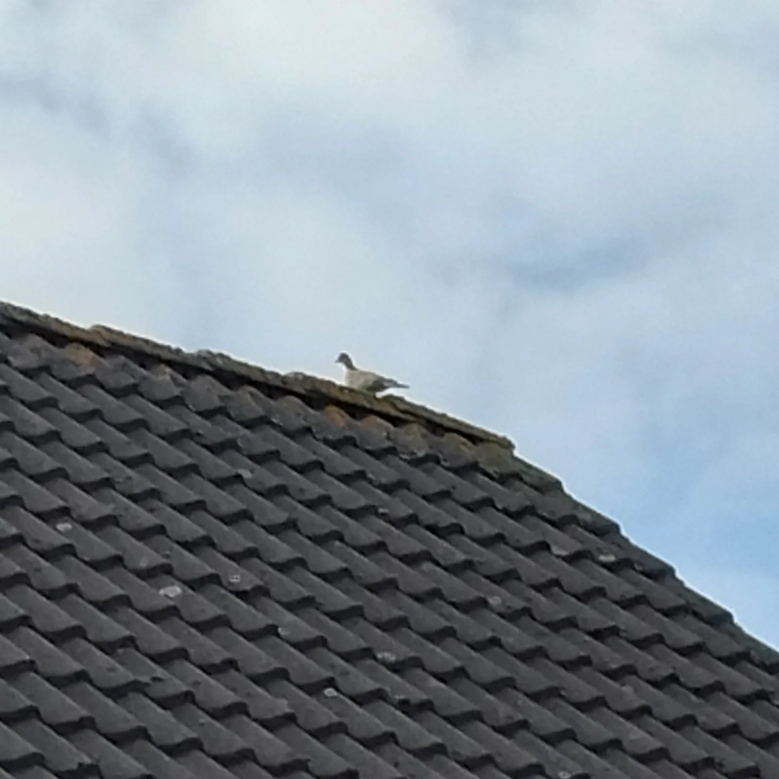 Gespotte Turkse tortel