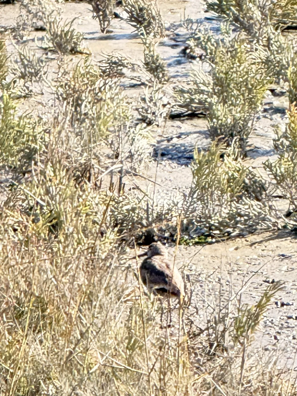 Gespotte Bonapartes strandloper