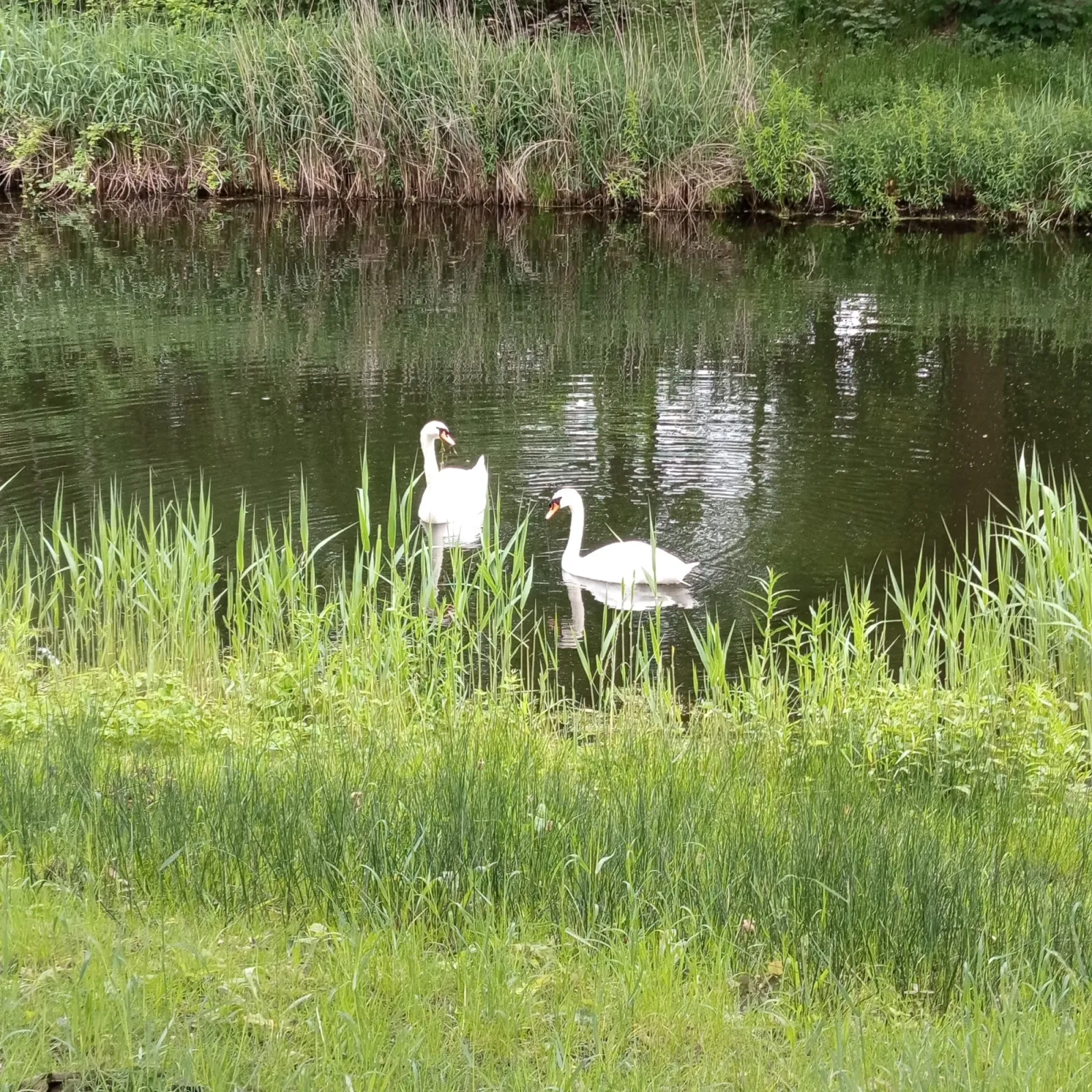 Spotted Mute Swan