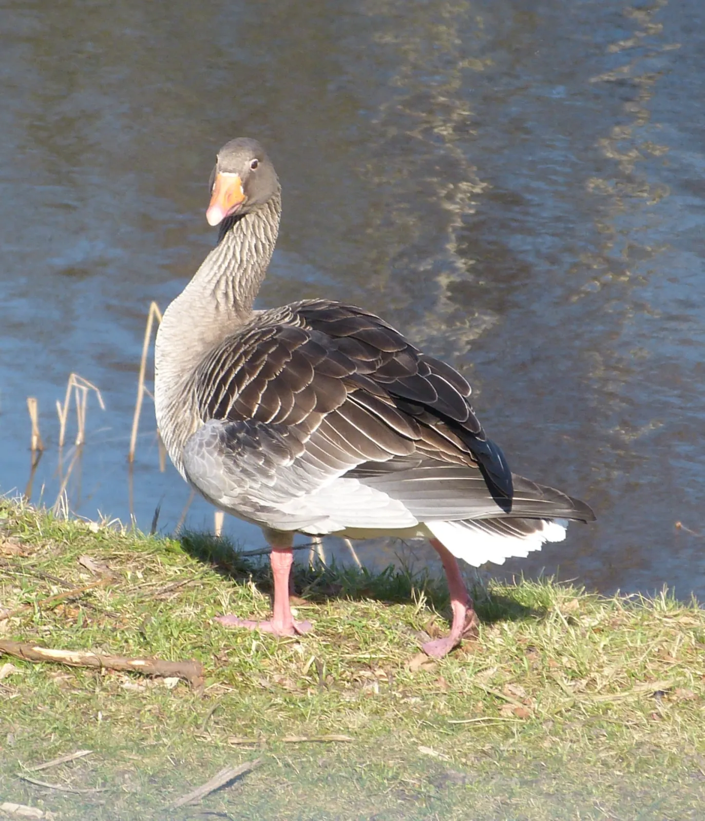 Gespotte Grauwe gans