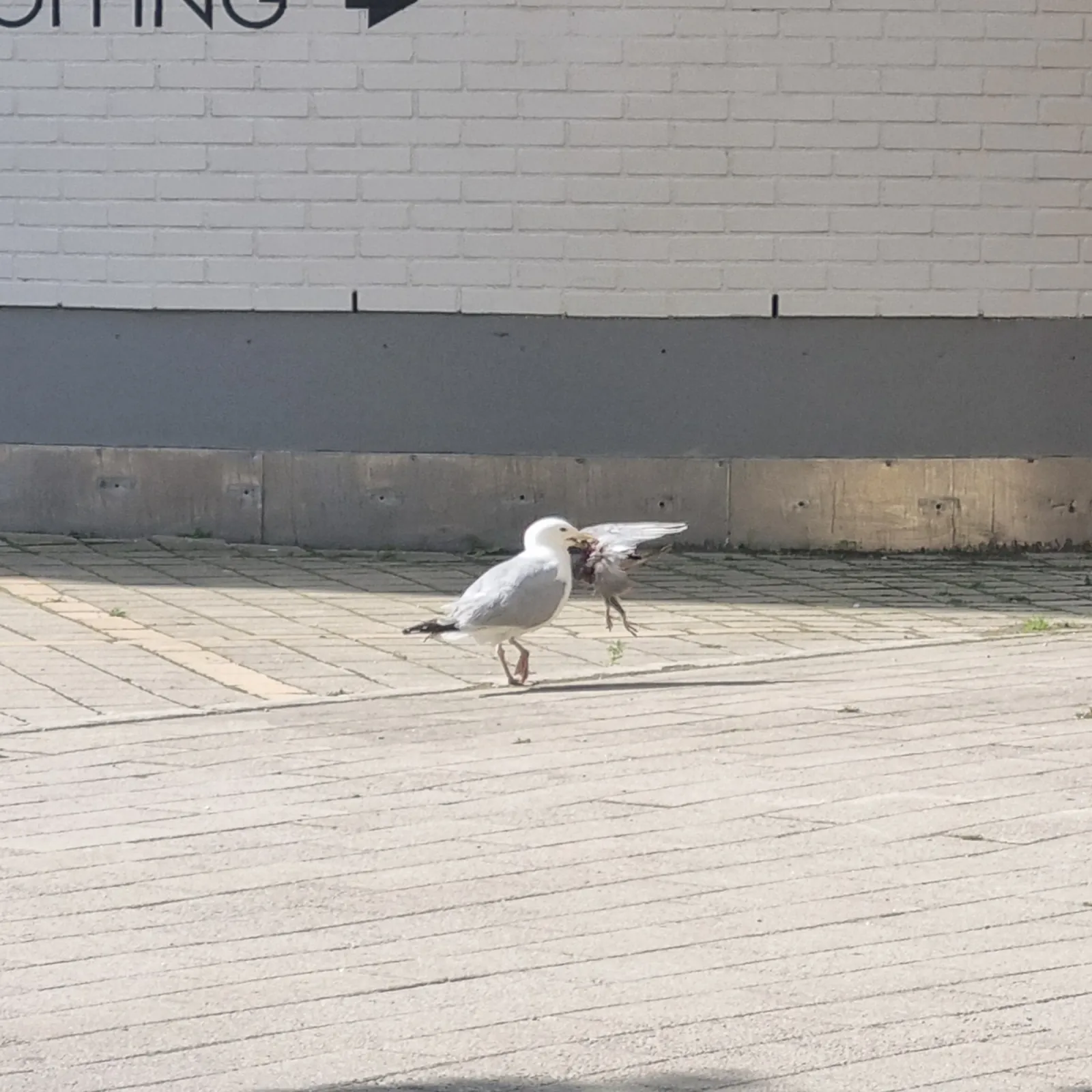 Spotted European Herring Gull