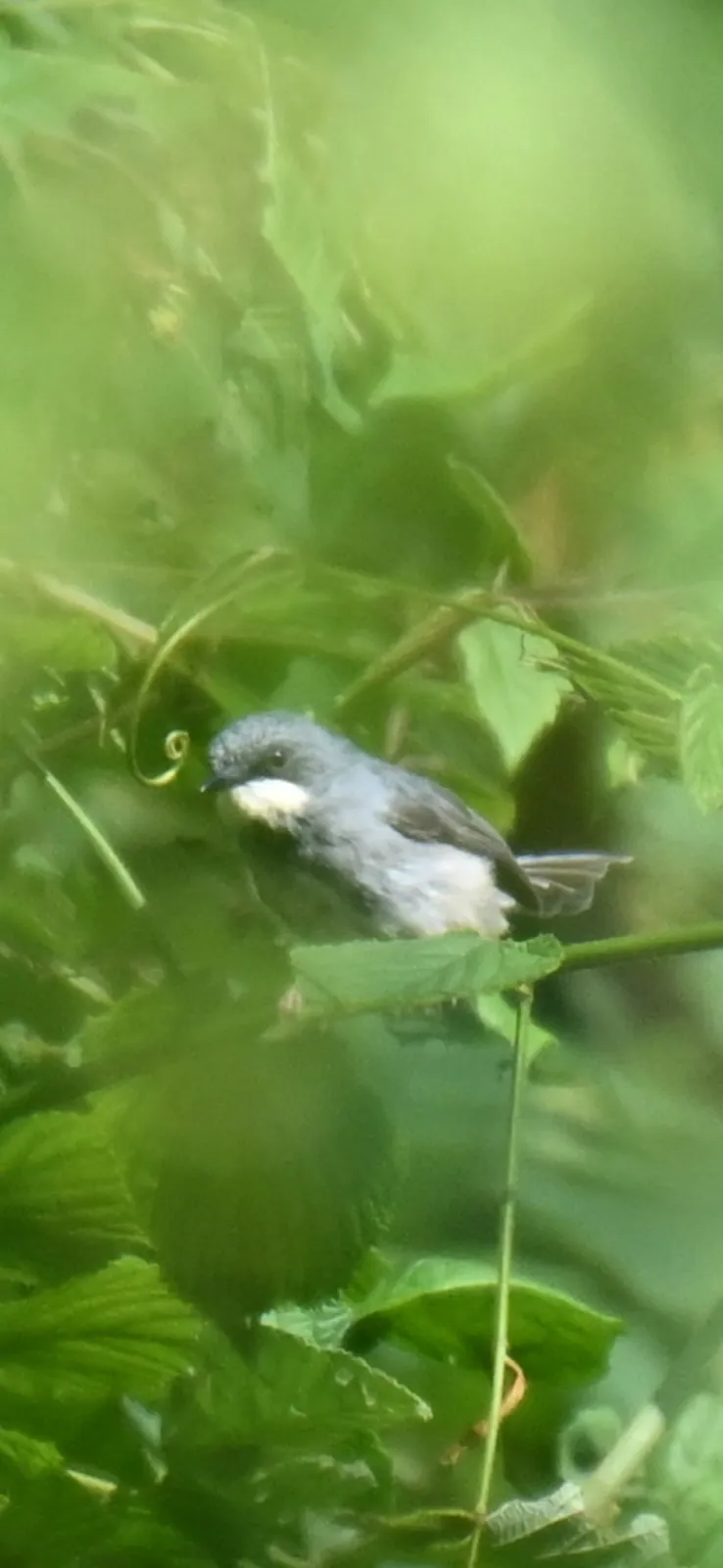 Waargenomen Witkeelprinia