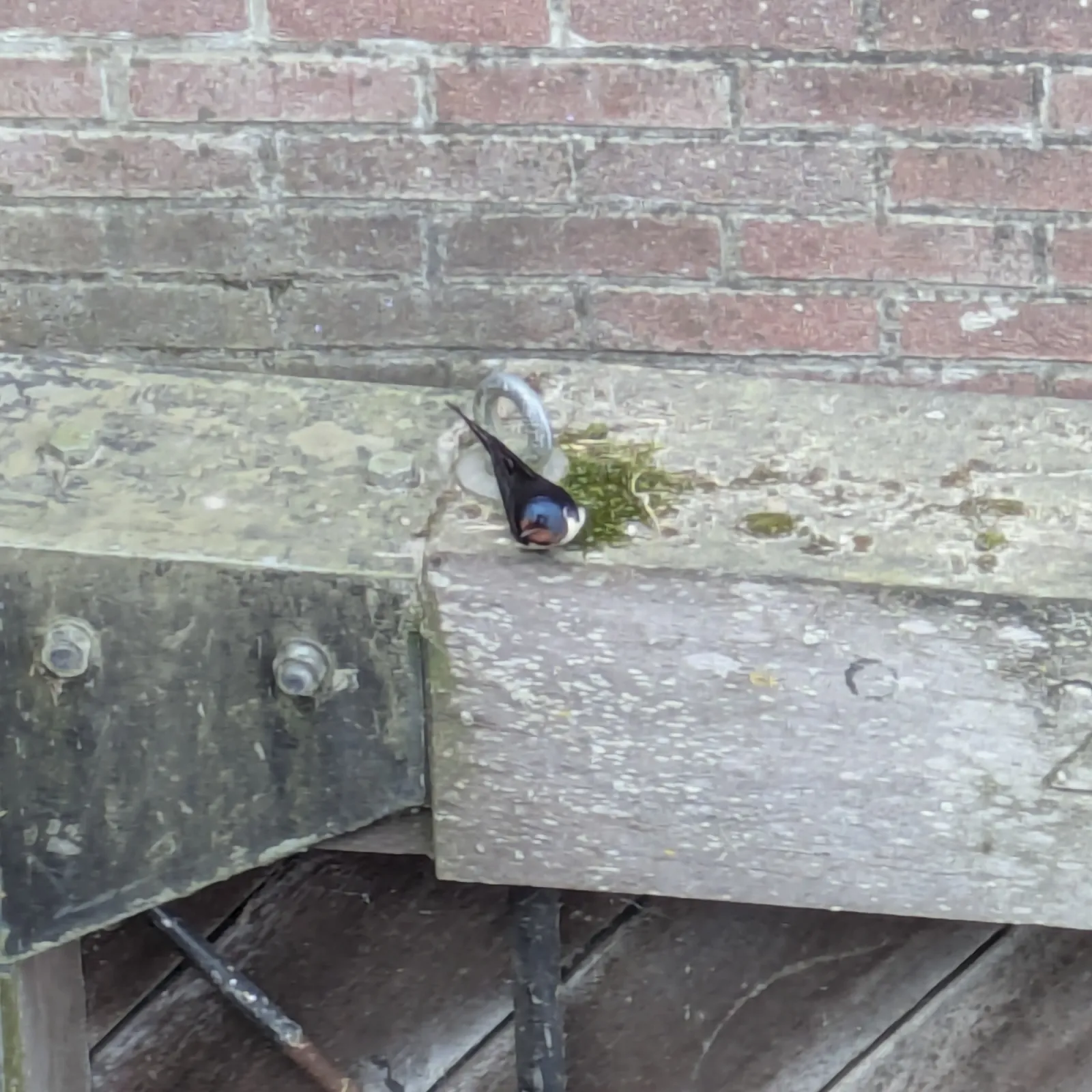 Gespotte Boerenzwaluw