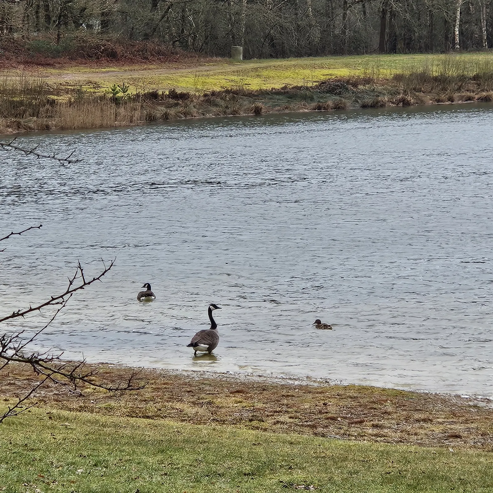 Gespotte Grote Canadese gans