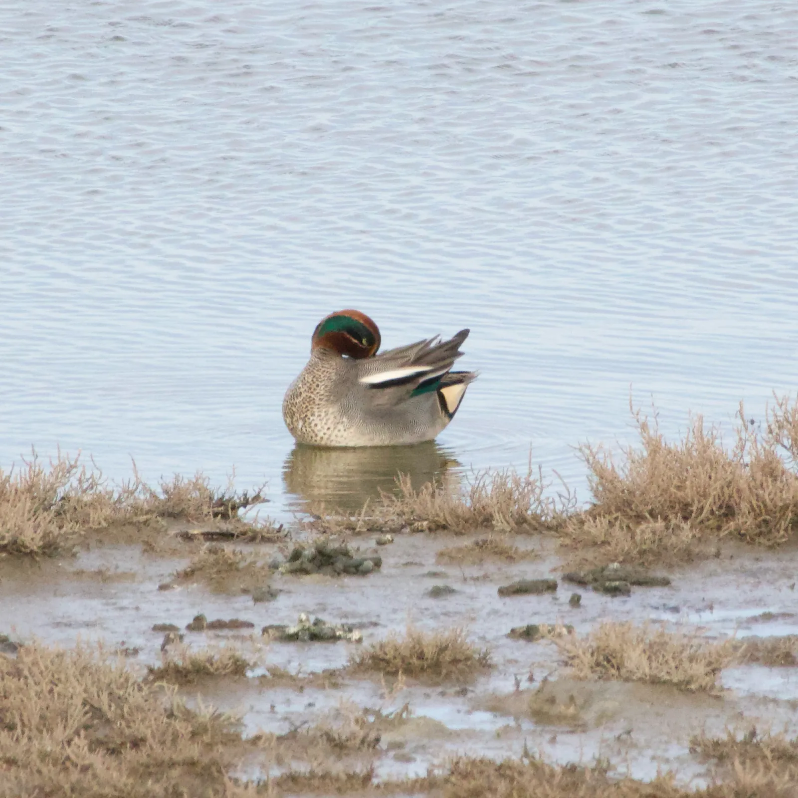 Gespotte Wintertaling