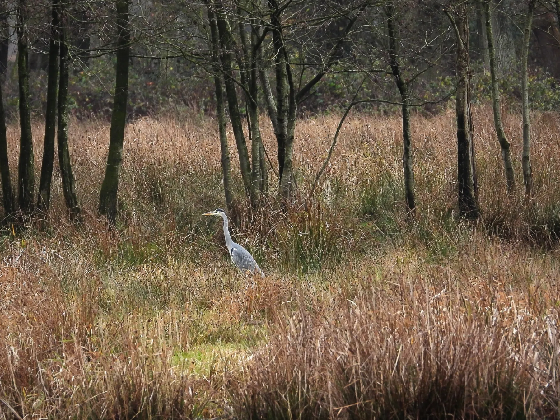 Gespotte Blauwe reiger