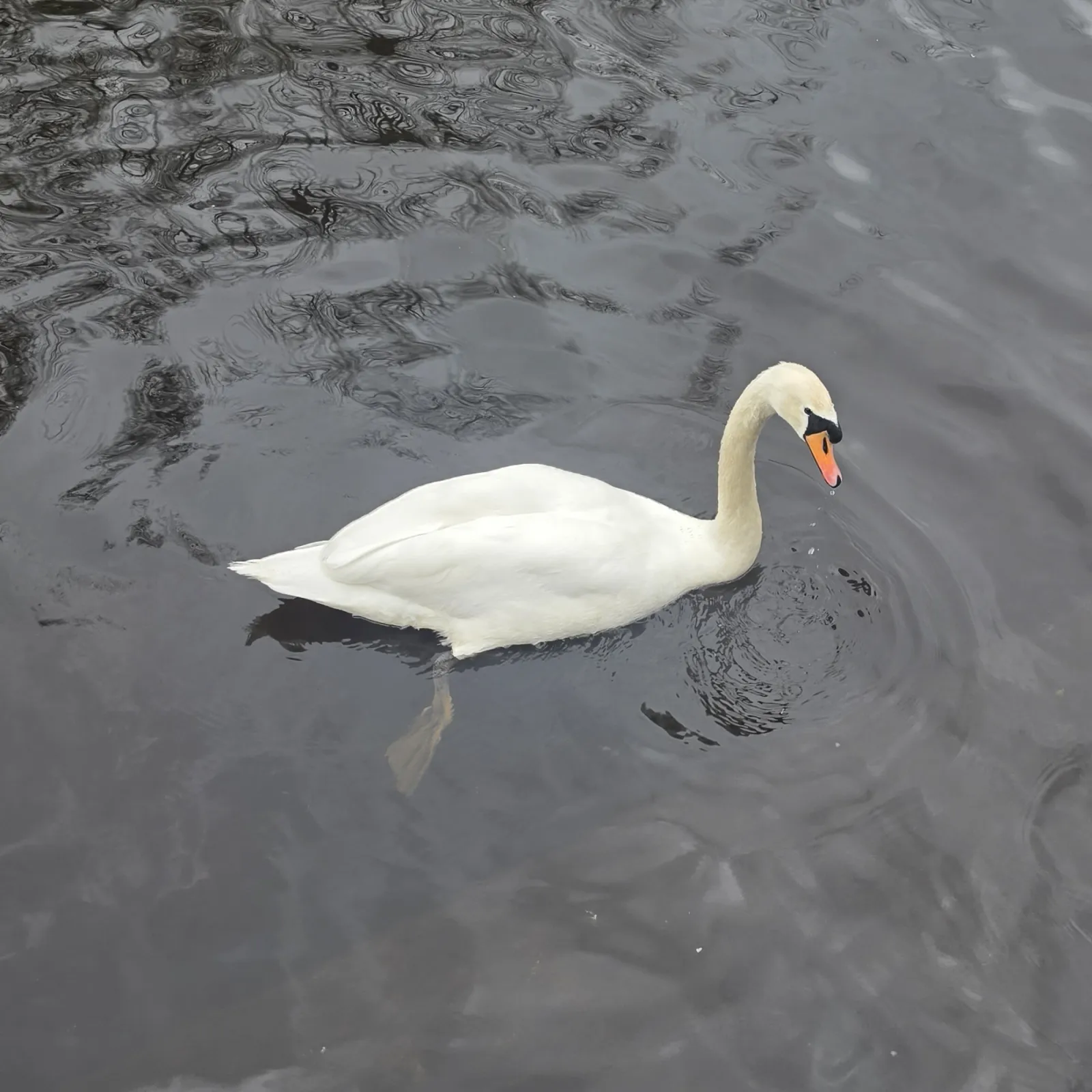 Spotted Mute Swan