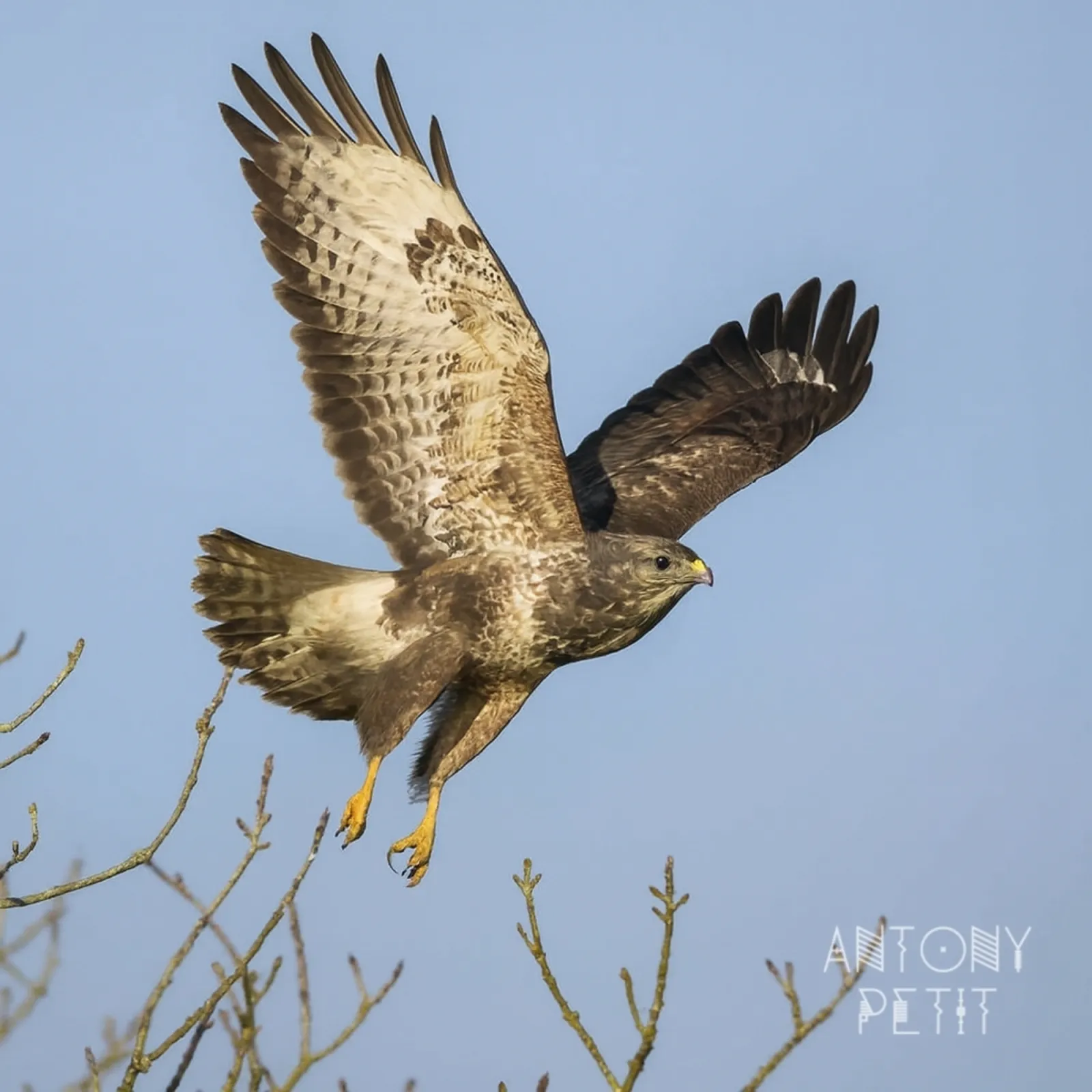Gespotte Buizerd