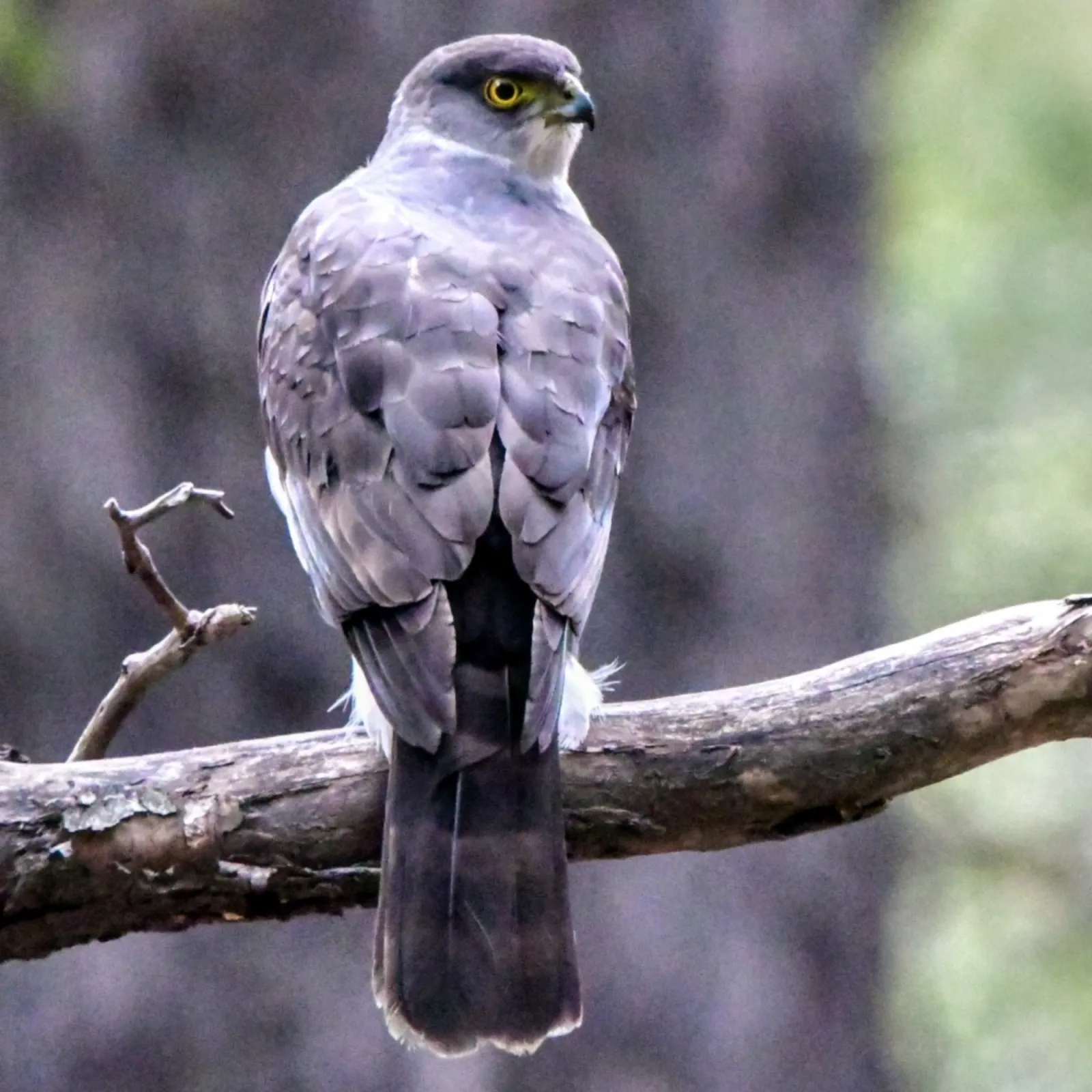 Gespotte Chileense sperwer