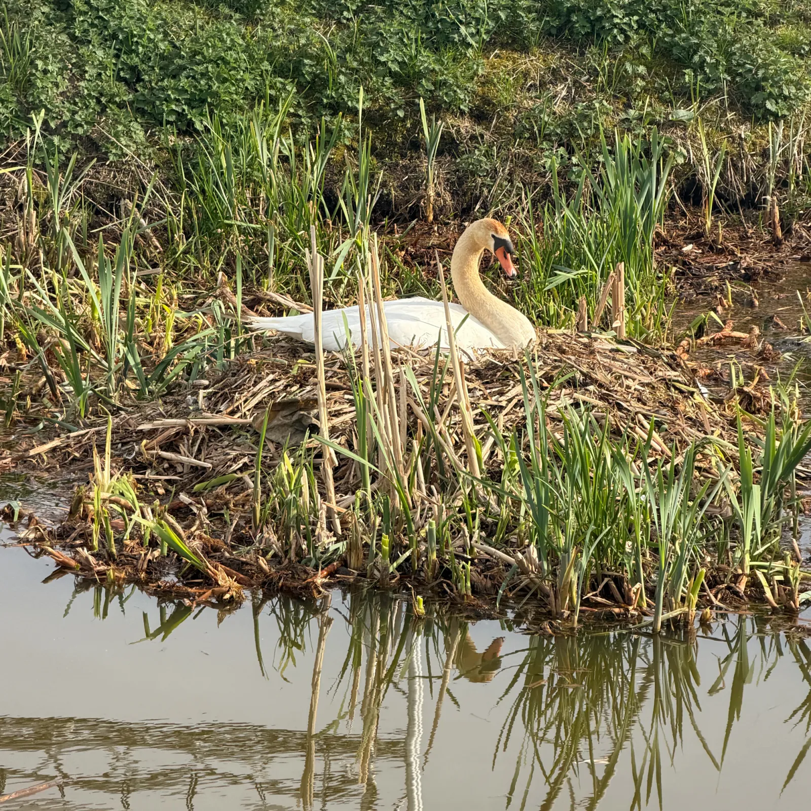 Gespotte Knobbelzwaan