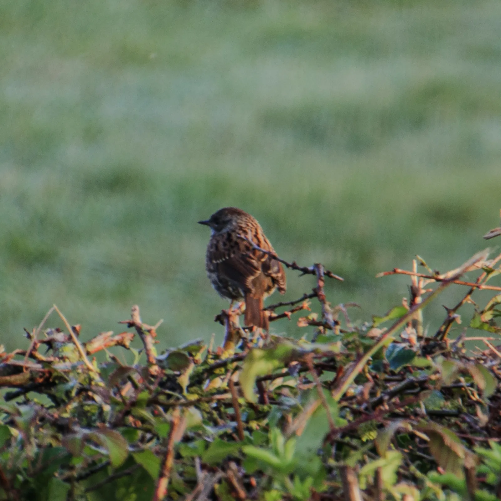 Spotted Dunnock