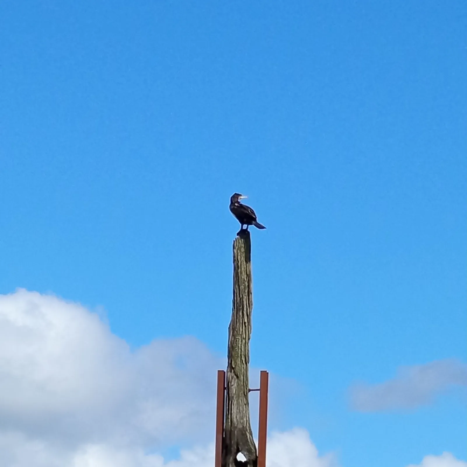 Spotted Great Cormorant