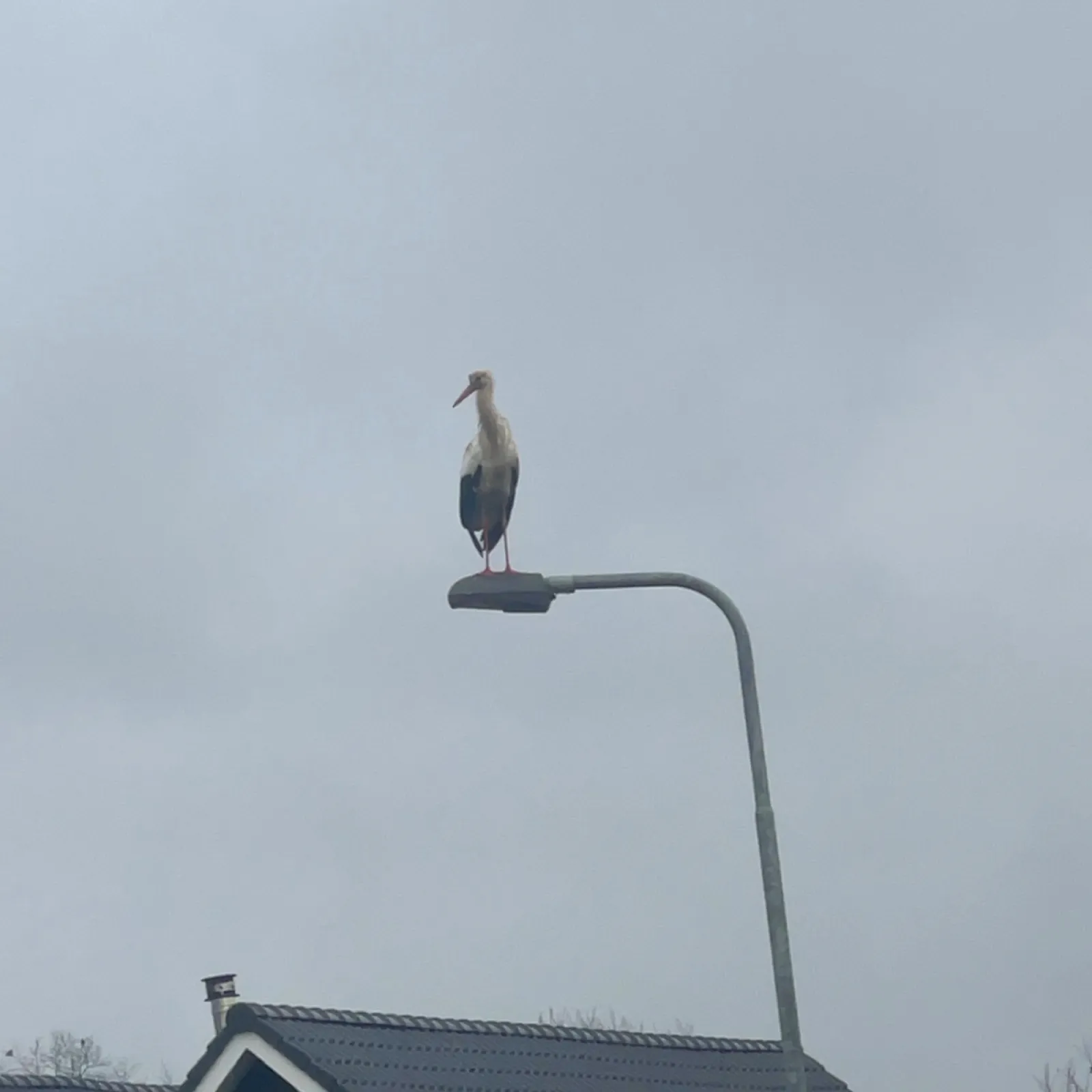 Waargenomen Ooievaar